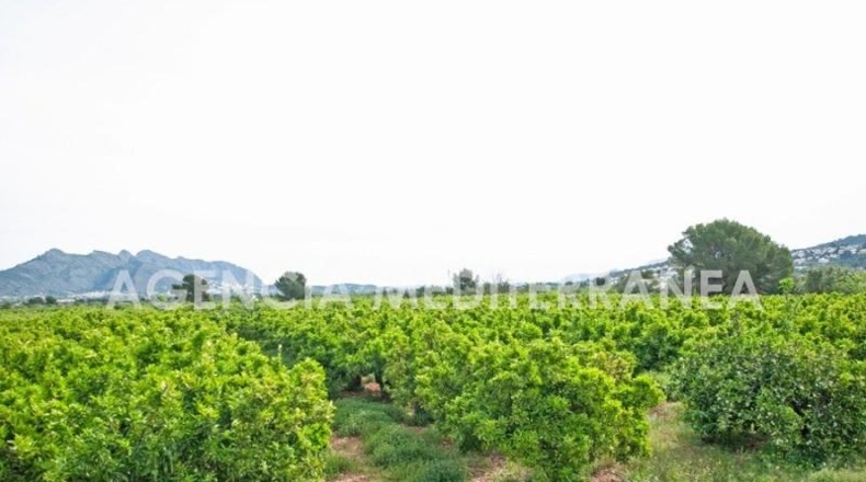 Alicante - Orba - 11000m2