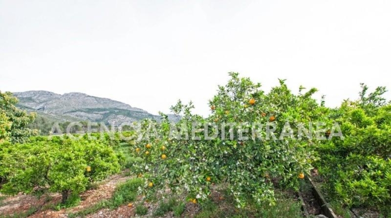 Alicante - Orba - 11000m2