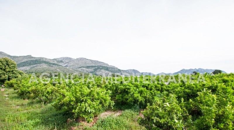 Alicante - Orba - 11000m2