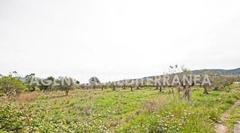 Alicante - Orba - 11000m2