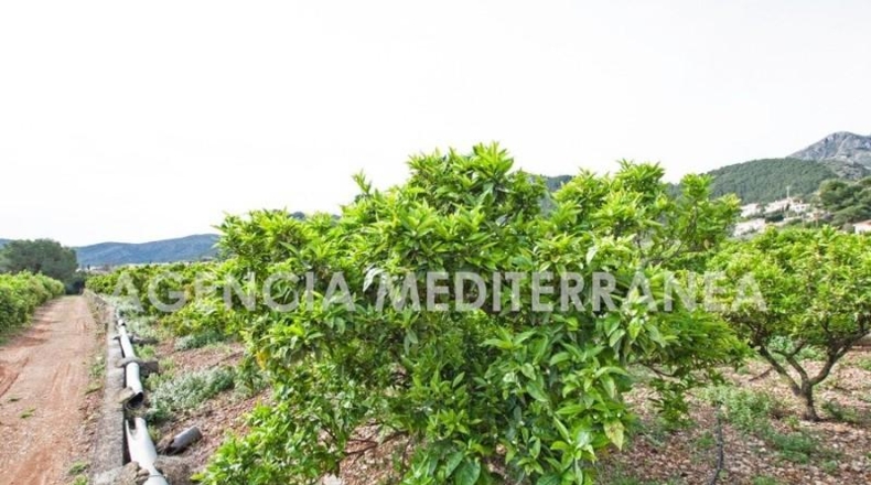 Alicante - Orba - 11000m2