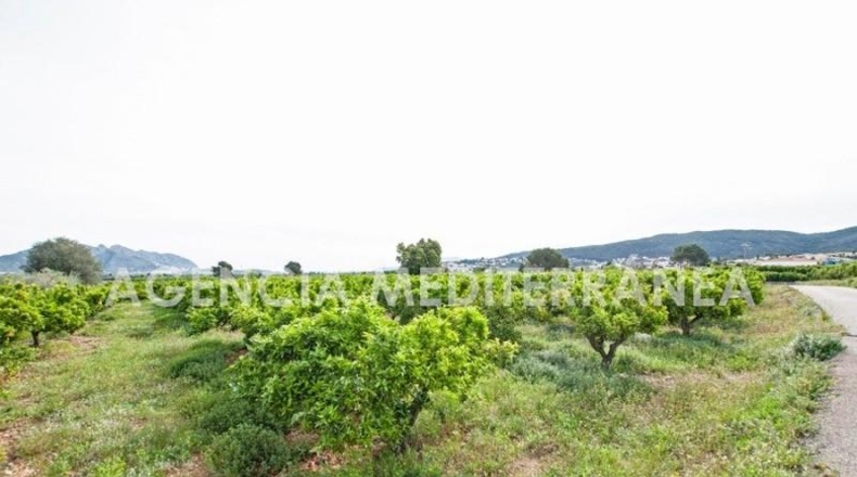 Alicante - Orba - 11000m2