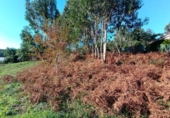 Non-developable land for sale on España, Sanxenxo, ref: TR126259 photo