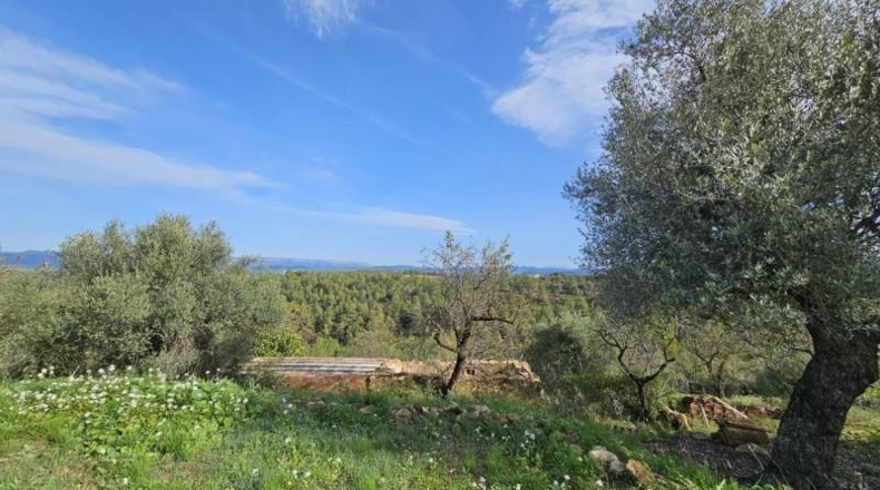 Tarragona - Tivissa - 46000m2