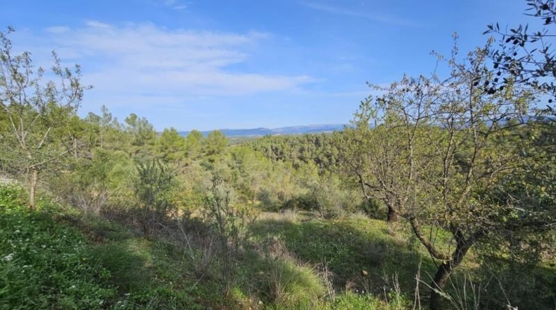 Tarragona - Tivissa - 46000m2