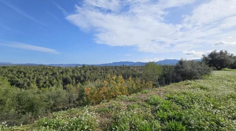 Tarragona - Tivissa - 46000m2