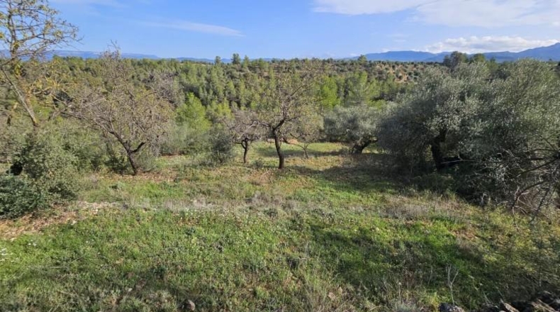 Tarragona - Tivissa - 46000m2