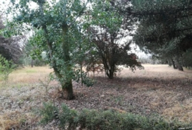 Grijota 8198&nbsp;m² 