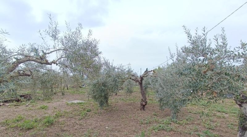 Cadiz - Villamartín - 3500m2