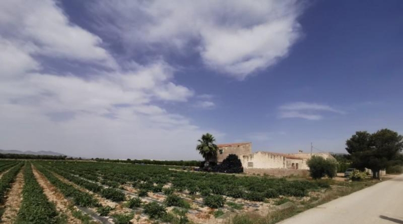 Alicante - Crevillente - 30000m2