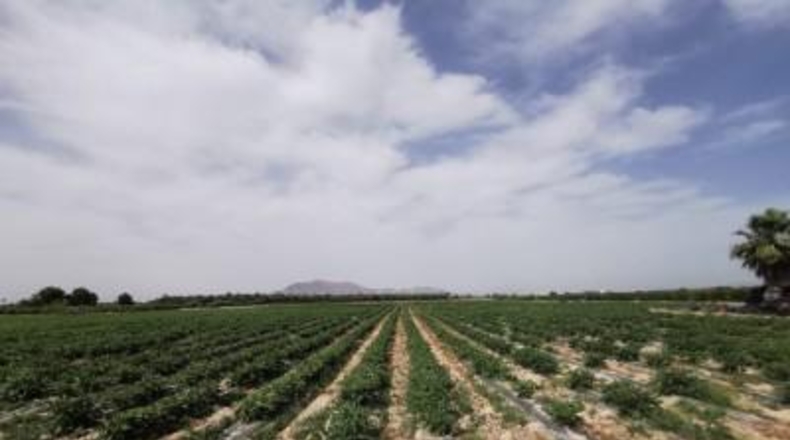 Alicante - Crevillente - 30000m2