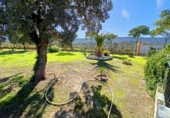 Casa de campo con terreno en venta en la España, Alburquerque, ref: TR140936 foto