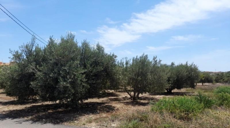 Almeria - Cuevas del Almanzora - 3000m2