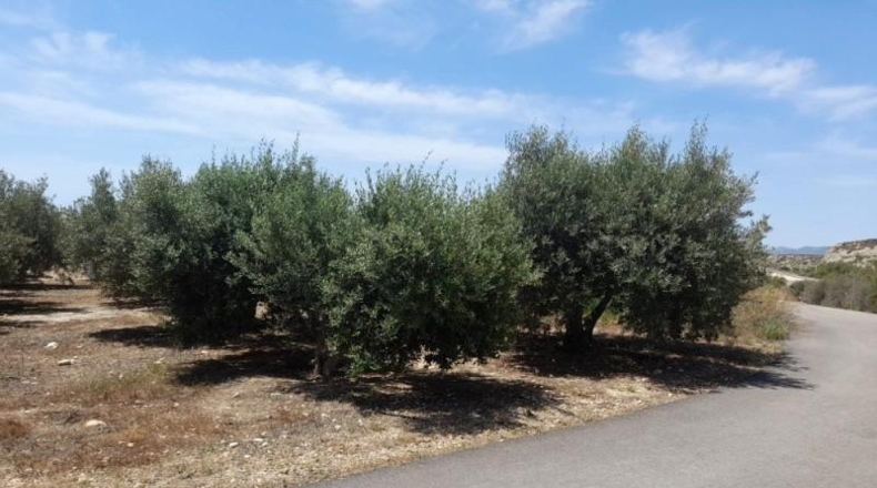 Almeria - Cuevas del Almanzora - 3000m2