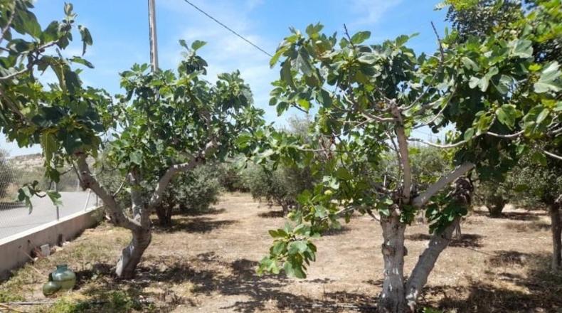 Almeria - Cuevas del Almanzora - 3000m2