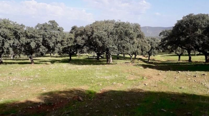 Córdoba - Fuente Obejuna - 257600m2