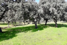 Fuente Obejuna 257600&nbsp;m² 