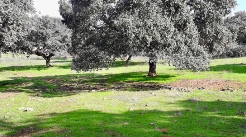 Córdoba - Fuente Obejuna - 257600m2