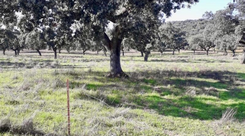 Córdoba - Fuente Obejuna - 257600m2