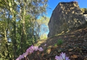 Non-developable land for sale on España, Gondomar, ref: TR344273 photo