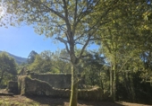 Non-developable land for sale on España, Gondomar, ref: TR344273 photo
