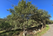 Non-developable land for sale on España, Gondomar, ref: TR344273 photo