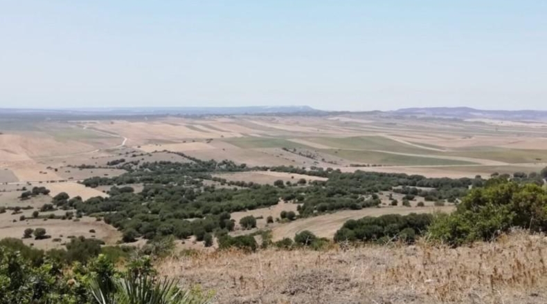 Cádiz - Vejer de la Frontera - 87000m2