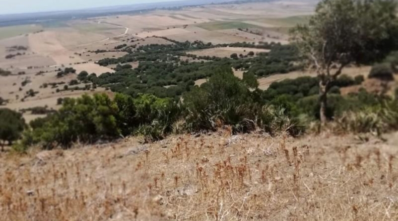 Cádiz - Vejer de la Frontera - 87000m2