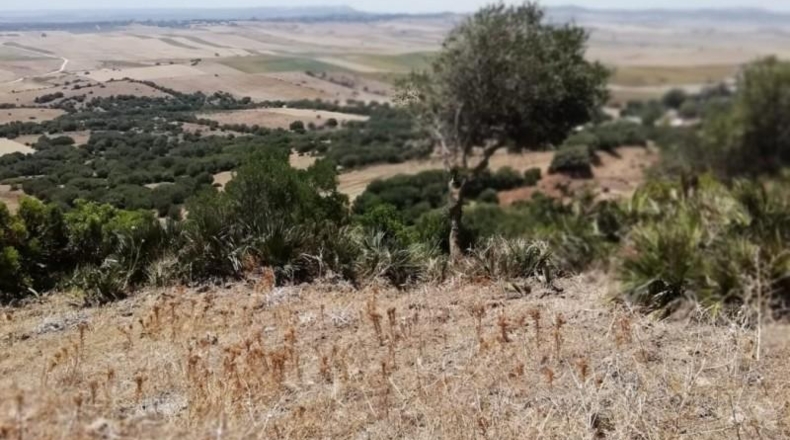 Cádiz - Vejer de la Frontera - 87000m2