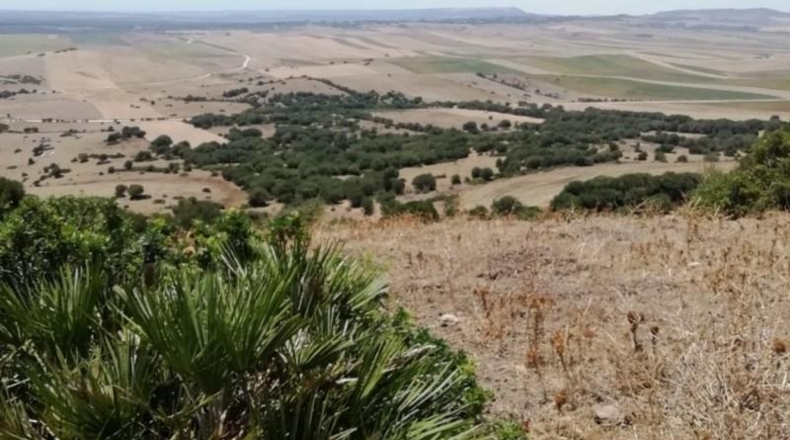 Cádiz - Vejer de la Frontera - 87000m2