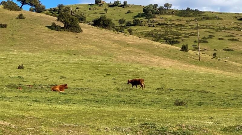 Jaén - Baños de la Encina - 294m2
