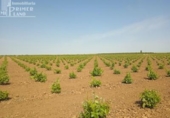 Участок с постройкой на продажу в городе Socuéllamos Фото