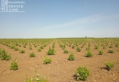 Участок с постройкой на продажу в городе Socuéllamos Фото