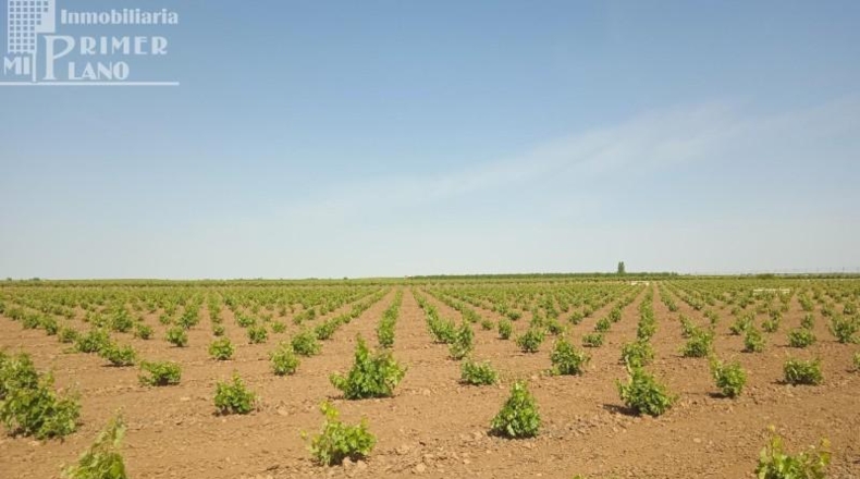 Ciudad Real - Socuéllamos - 85000m2