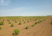 Участок с постройкой на продажу в городе Socuéllamos Фото