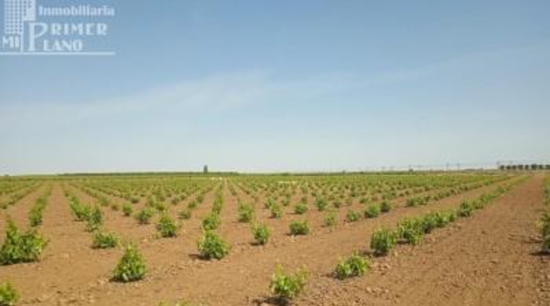 Ciudad Real - Socuéllamos - 85000m2