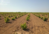 Участок с постройкой на продажу в городе Socuéllamos Фото