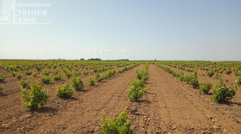 Ciudad Real - Socuéllamos - 85000m2