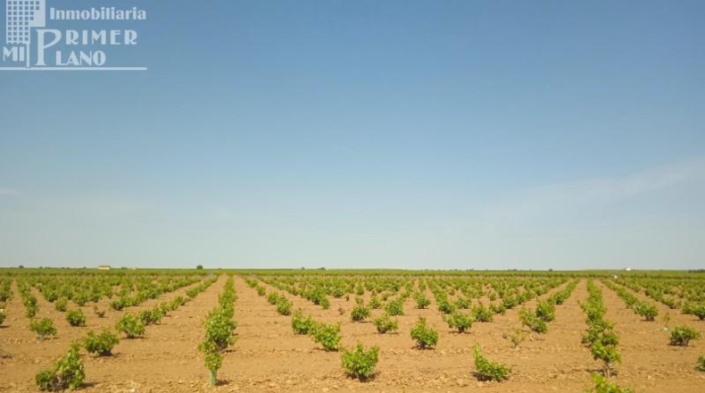 Ciudad Real - Socuéllamos - 85000m2