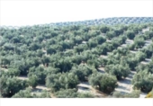 Non-developable land for sale on España, Lucena, ref: TR293089 photo