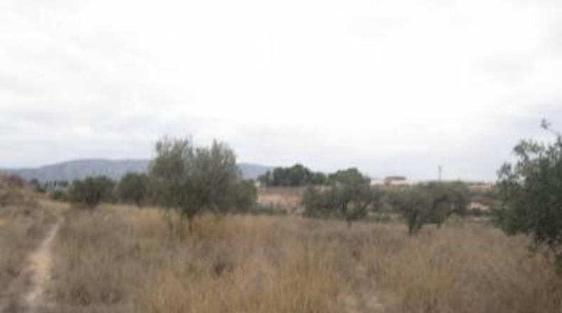Alicante - Monóvar - 32000m2