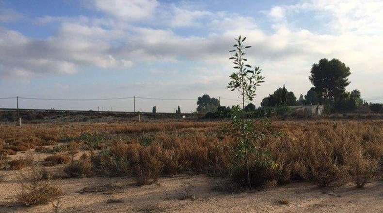 Murcia - Librilla - 30000m2
