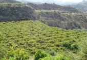 Xalet independent amb terreny en venda a la España, Arcos de la Frontera, ref.: TR363765 foto