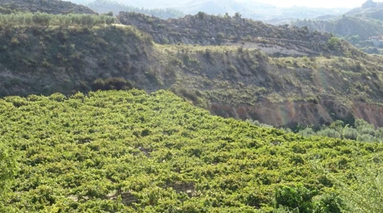 Cádiz - Arcos de la Frontera - 22775m2
