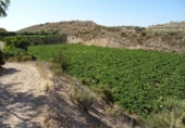 Xalet independent amb terreny en venda a la España, Arcos de la Frontera, ref.: TR363765 foto
