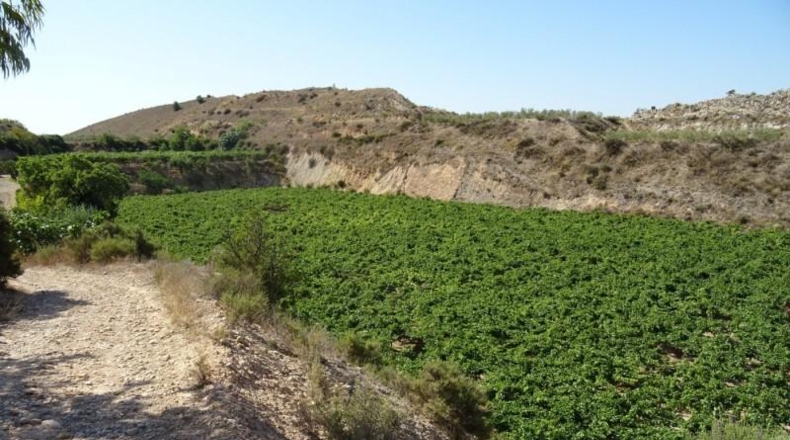 Cádiz - Arcos de la Frontera - 22775m2