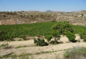 Xalet independent amb terreny en venda a la España, Arcos de la Frontera, ref.: TR363765 foto