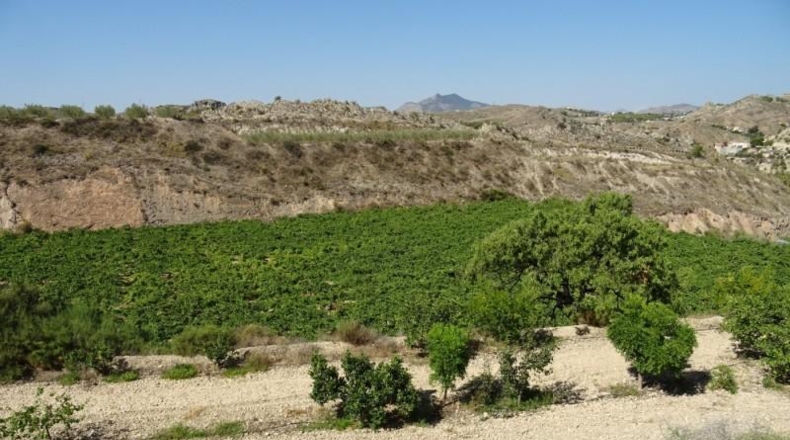 Cádiz - Arcos de la Frontera - 22775m2