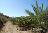 Xalet independent amb terreny en venda a la España, Arcos de la Frontera, ref.: TR363765 foto