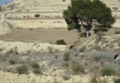 Non-developable land for sale on España, Aspe, ref: TR119655 photo